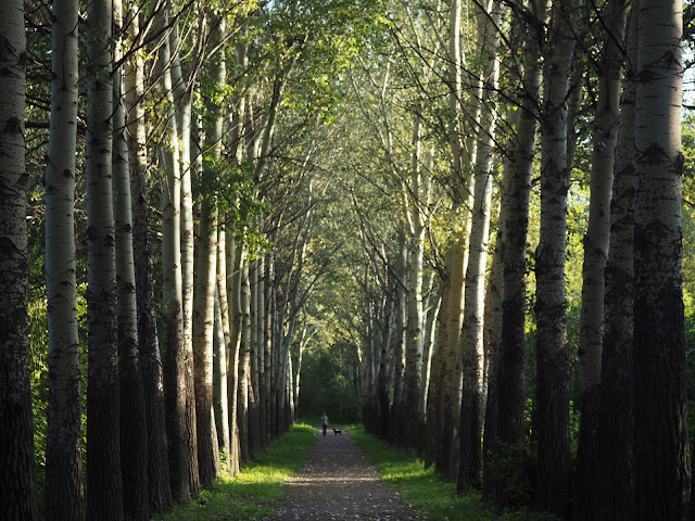   –  (Novosibirsk
Arboretum – Alley)