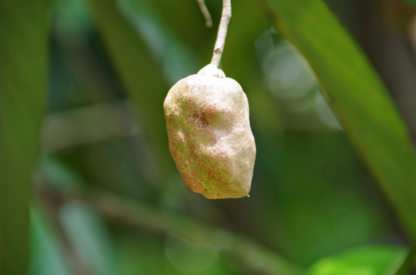 Trees and Plants: Resak Irian (Vatica Rassak)