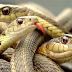 11,994 Snakes Find Cool Place Due To Extreme Heat