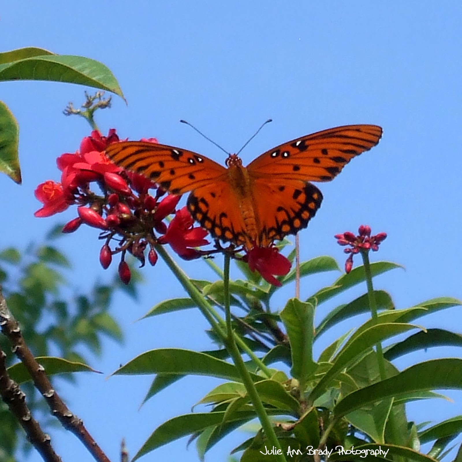 Julie Ann Brady Blog On Gulf Fritillary Butterfly
