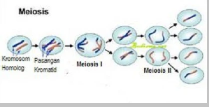 Pembelahan meiosis - berbagaireviews.com