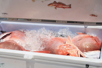 Ikan fungkai adalah ikan kakap merah yang mempunyai harga jual yang tinggi