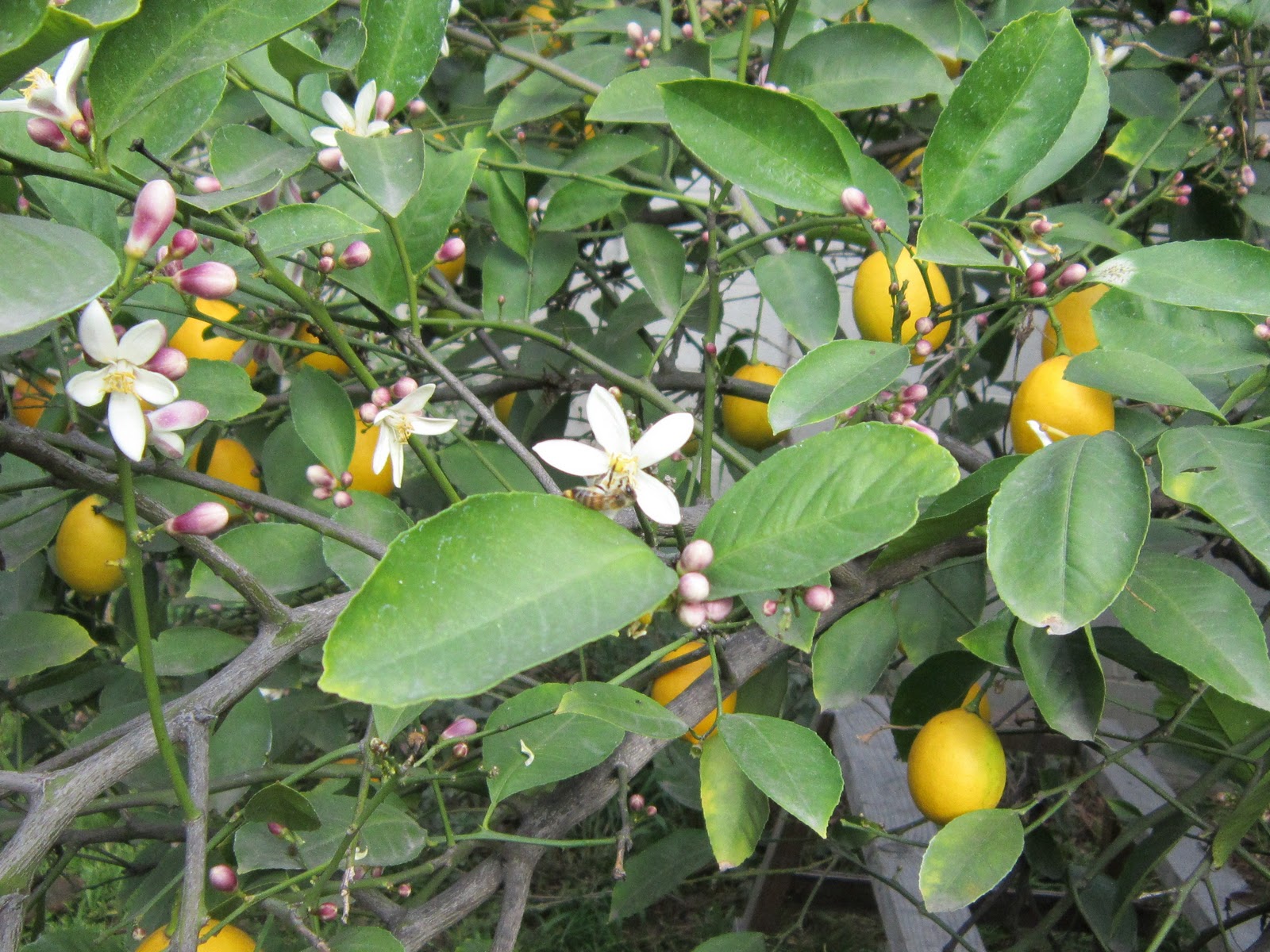 Как цветет лимон фото granatna (@irinagranatna) on X Plants, Garden