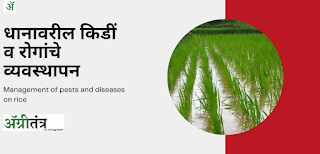 धानावरील किडीं  व रोगांचे व्यवस्थापन (Management of pests and diseases on rice)