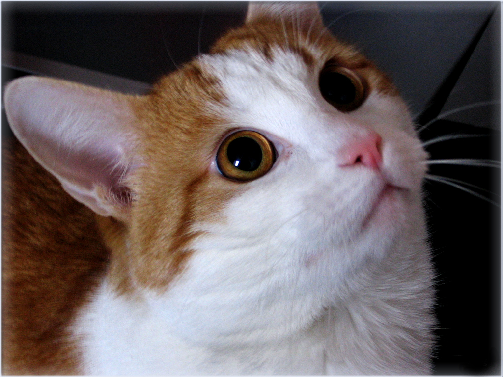 download free street cats download free street cats