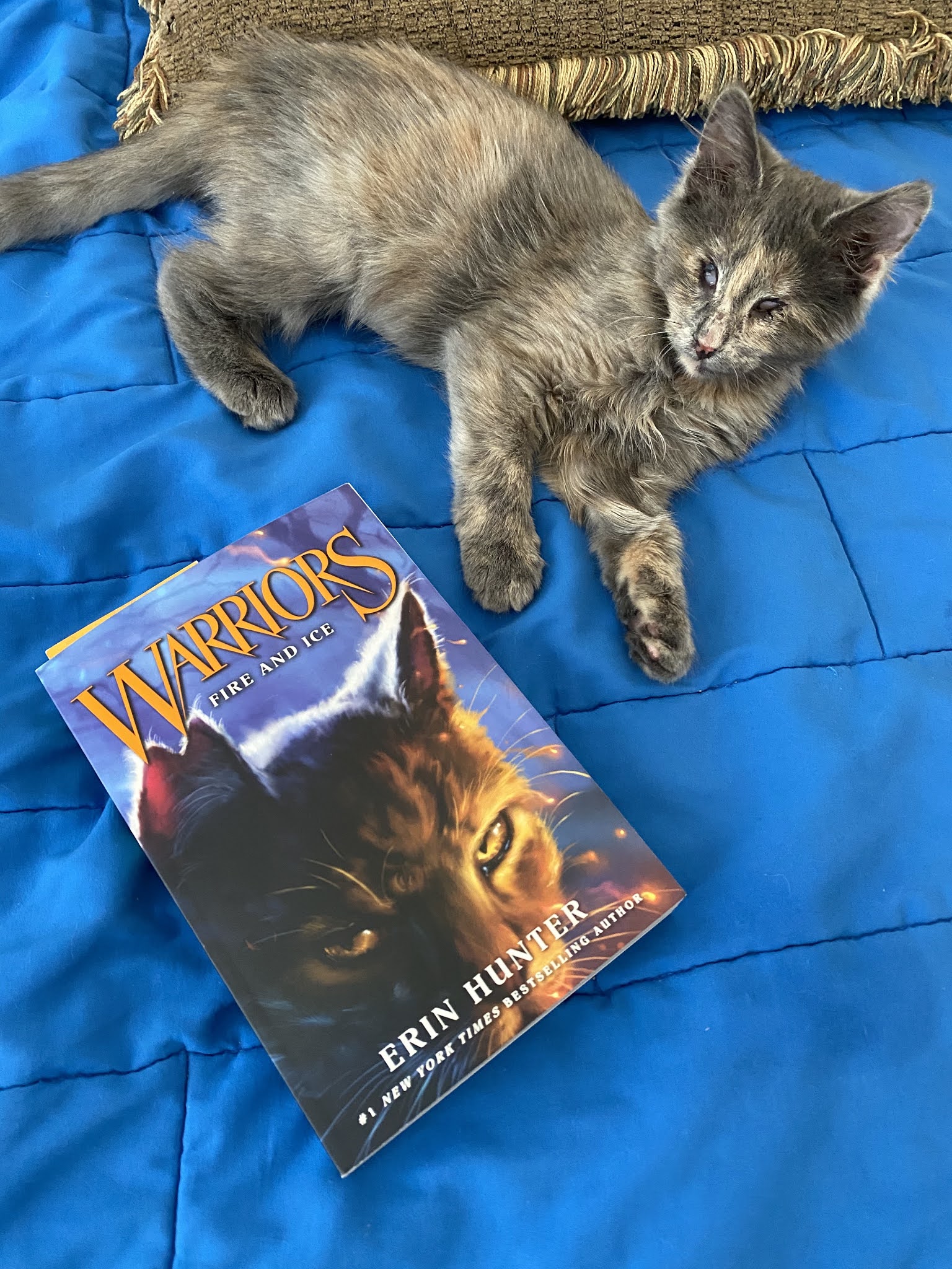 Review: Warriors Cats – Into the Wild — Erin Hunter –