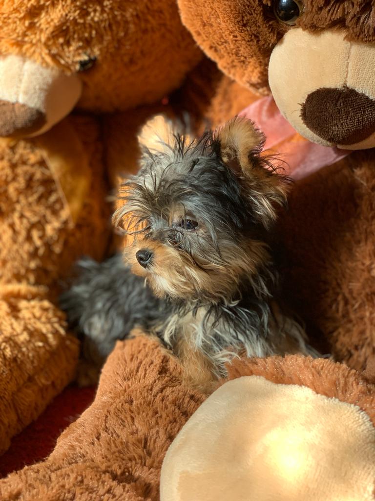 Cachorro Yorkshire Terrier Cachorro Yorkshire Terrier