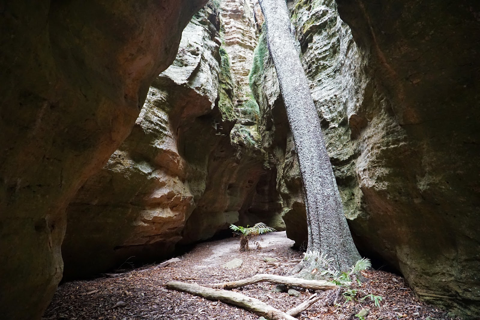 Dry Canyon (Wollemi National Park) The Long Way's Better