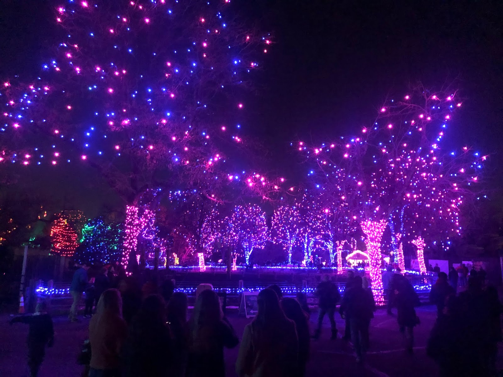 A New Day Denver Zoo Lights.