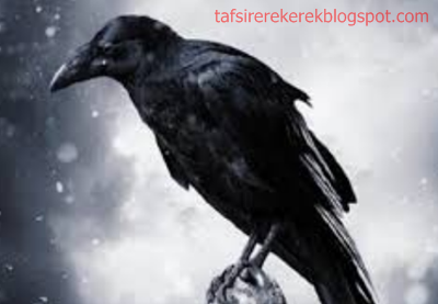 sering kali dikatakan atau dikenal sebagai burung unggas pertanda kematian 12 Tafsir Mimpi Menangkap Burung Gagak Menurut Erek Erek 2D 3D 4D
