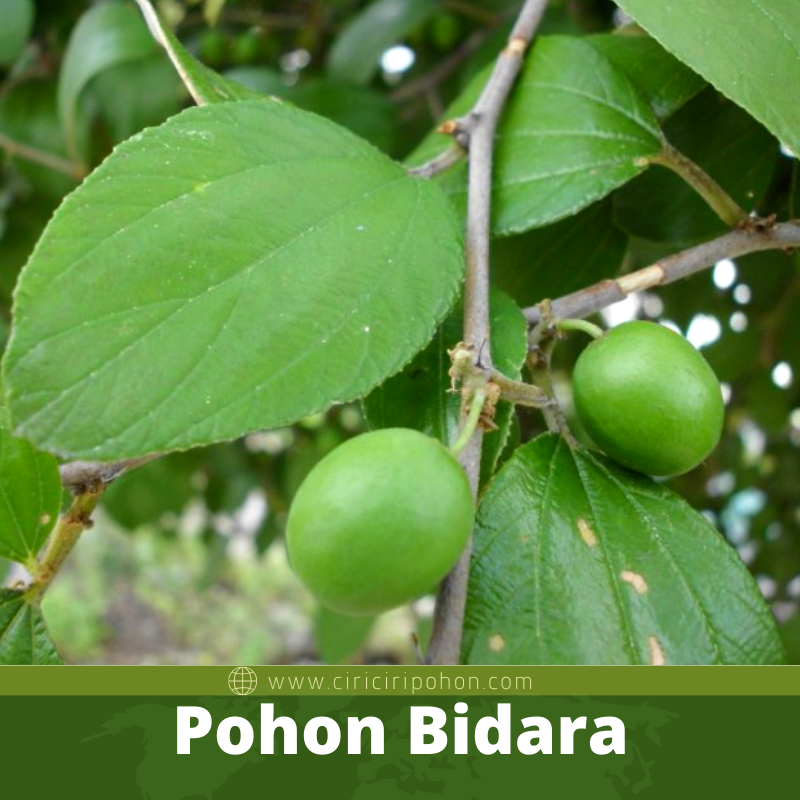 Pohon Bidara