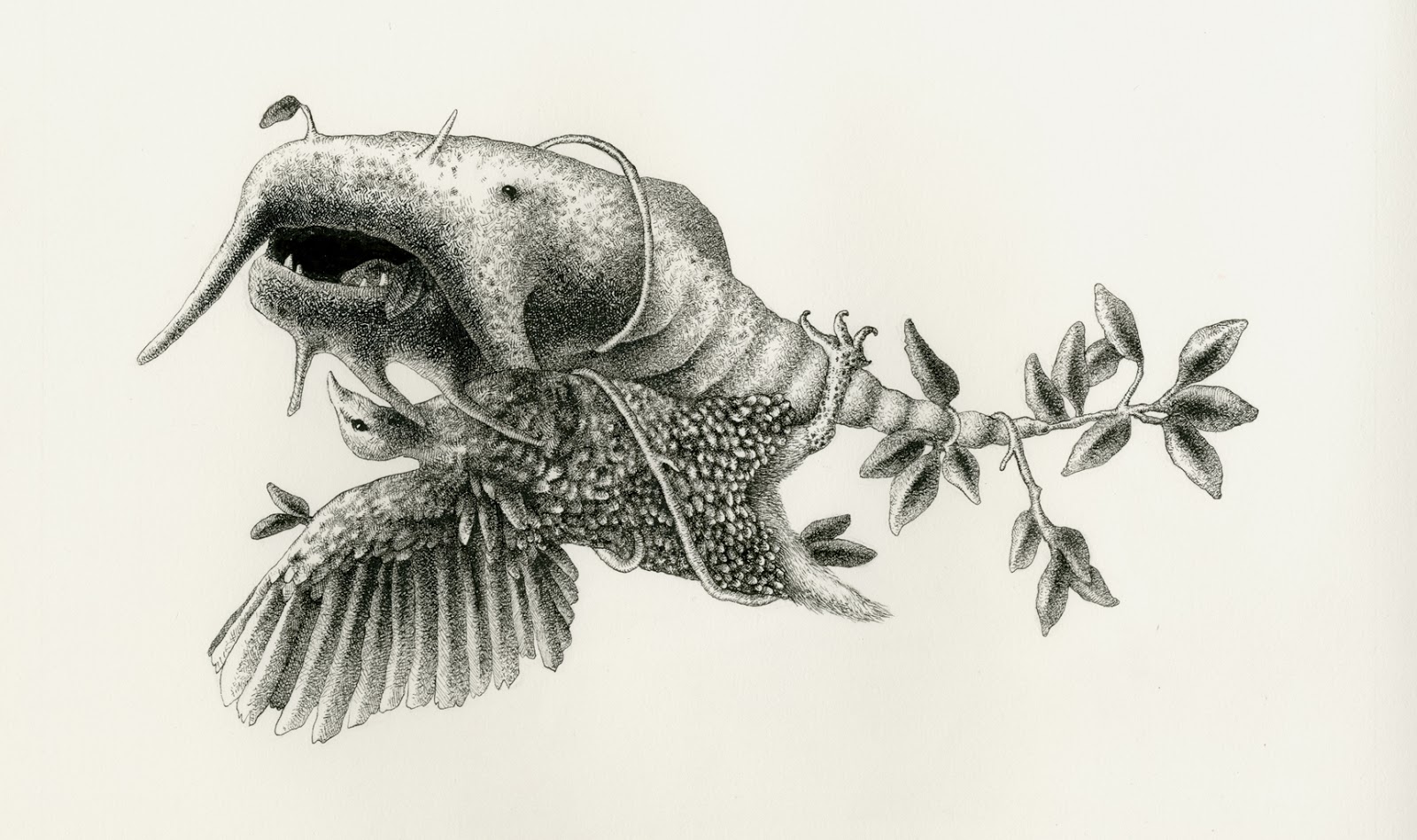 Ruby Rudnick: Flora and fauna drawings
