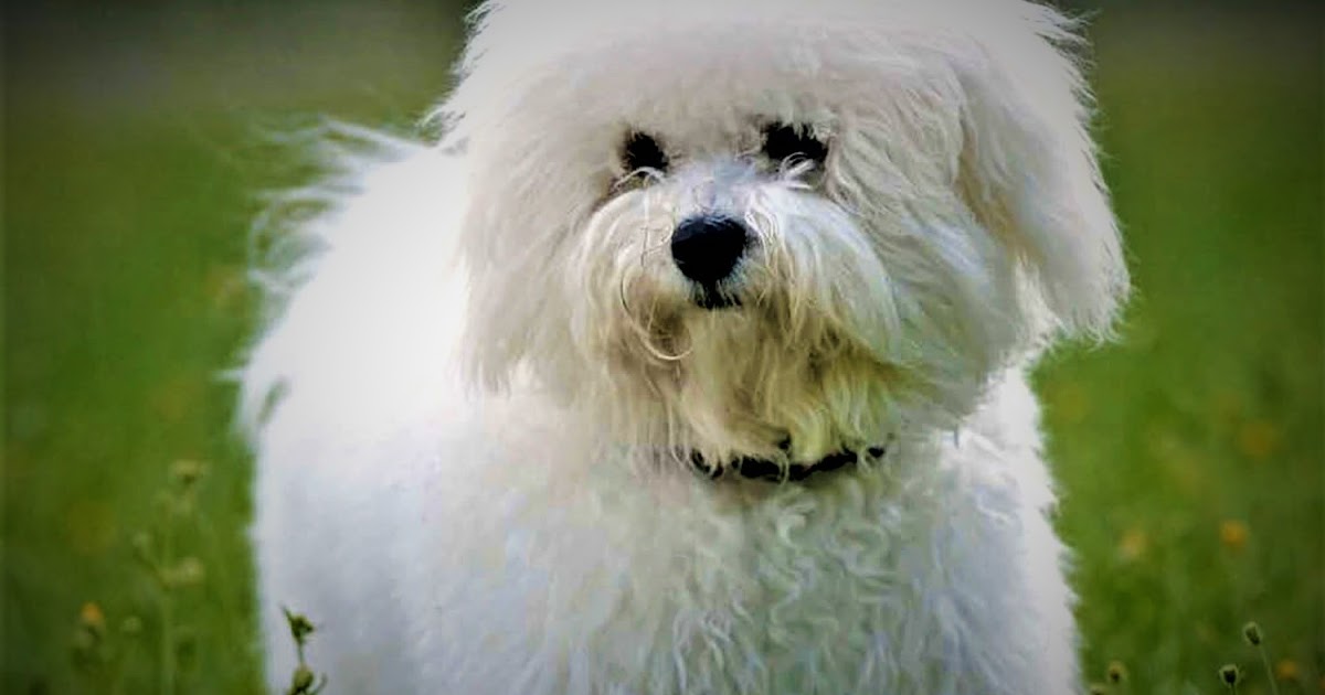 Bolognese Dog history characteristics of the breed, breed information