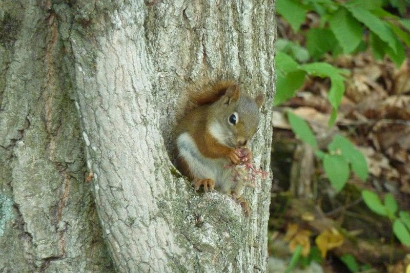 Gatineau Park Ottawa Canada