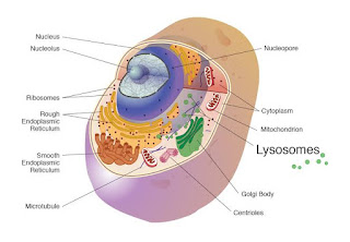 Functions of lysosomes Functions of lysosomes
