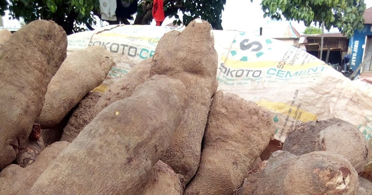 Where to buy Tubers of Yam in Kawo