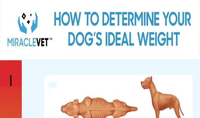 https://1.bp.blogspot.com/-sZCx2XPZzd4/Xp9BI9ytLWI/AAAAAAAAS9I/T31vXoFc2jcc-bgEesF0e_VQRjkNtgowgCLcBGAsYHQ/s640/how-to-determine-your-dogs-ideal-weight.png