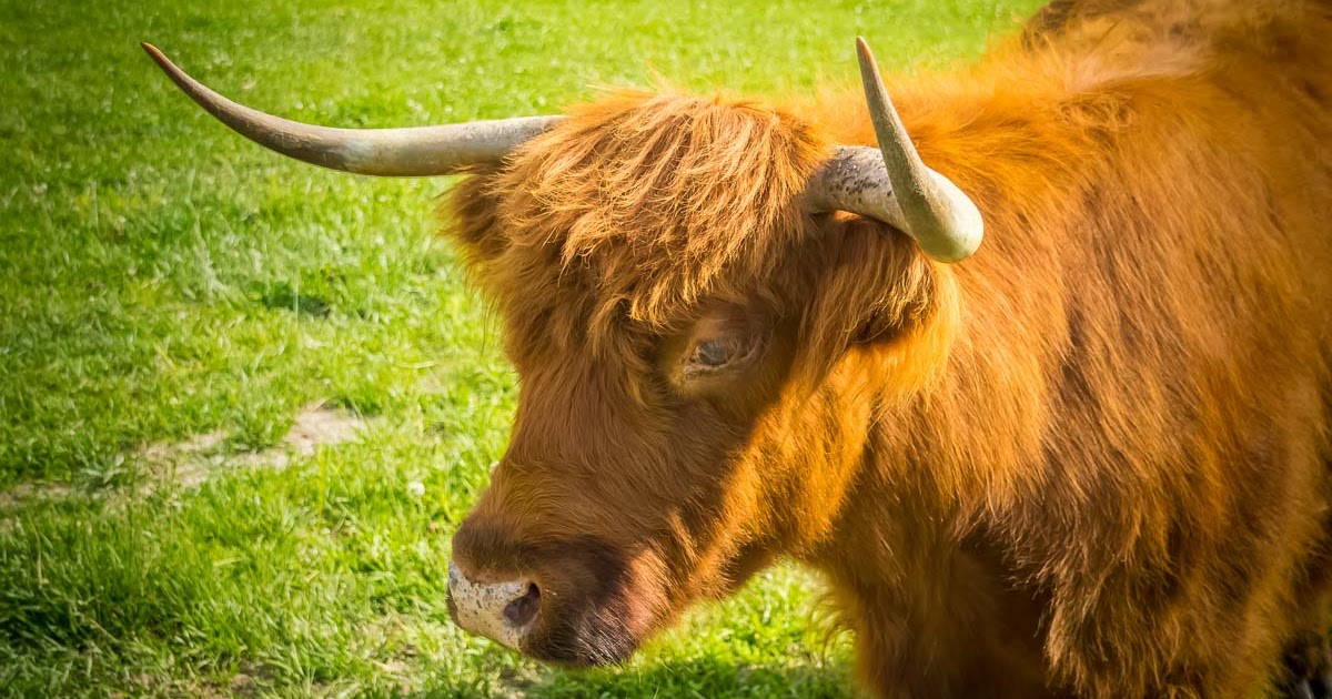 Our Eyes Upon Missouri Highway H Highland Cattle Ranch, Owned and