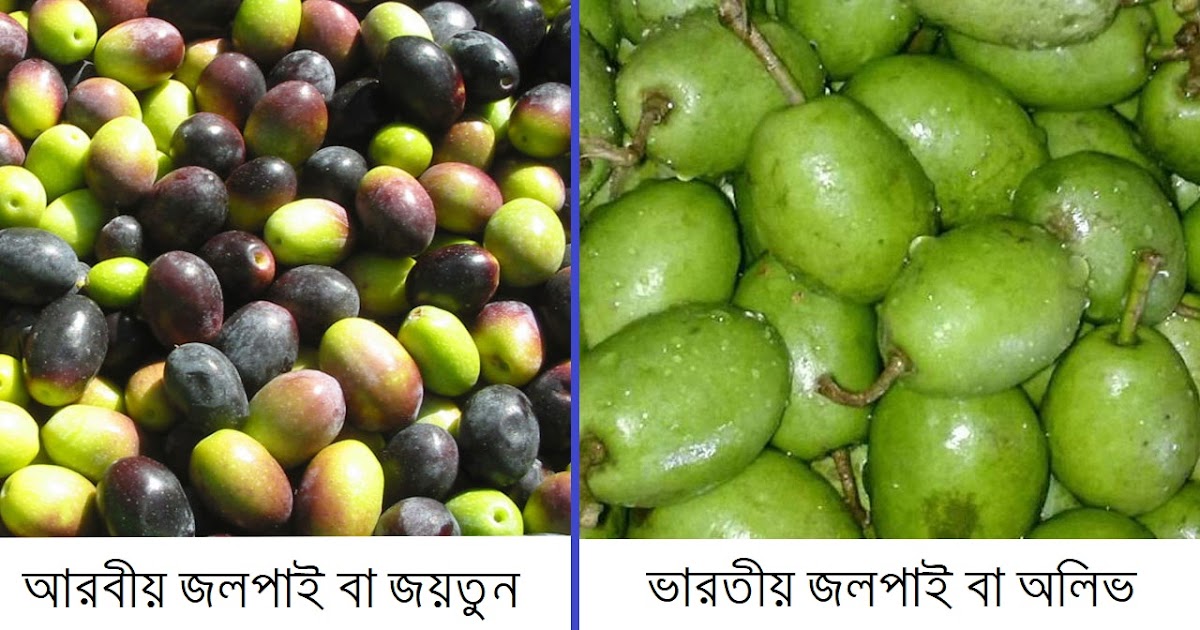 অলিভ (Olive) জয়তুন বা জলপাই সম্পকে অজানা এবং মজার কিছু তথ্য । Indian
