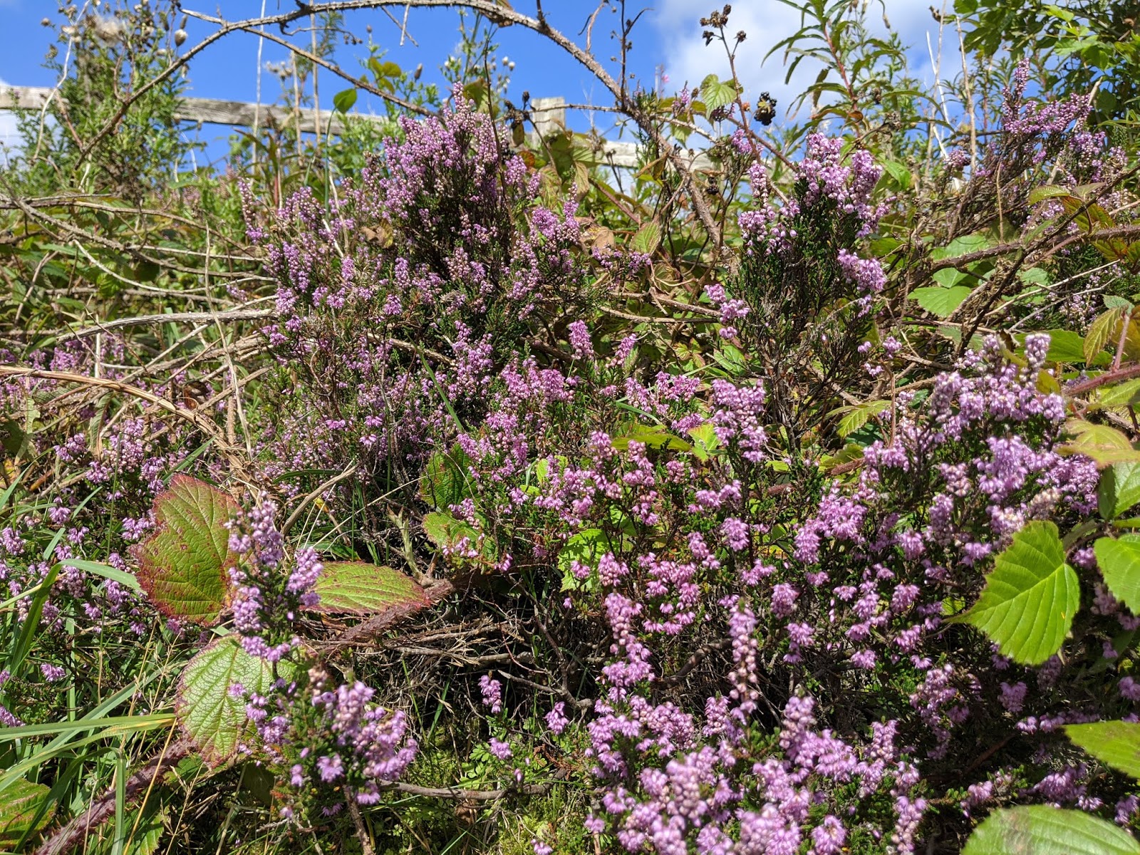 A Field Notebook Wryneck, Lane, Horwich