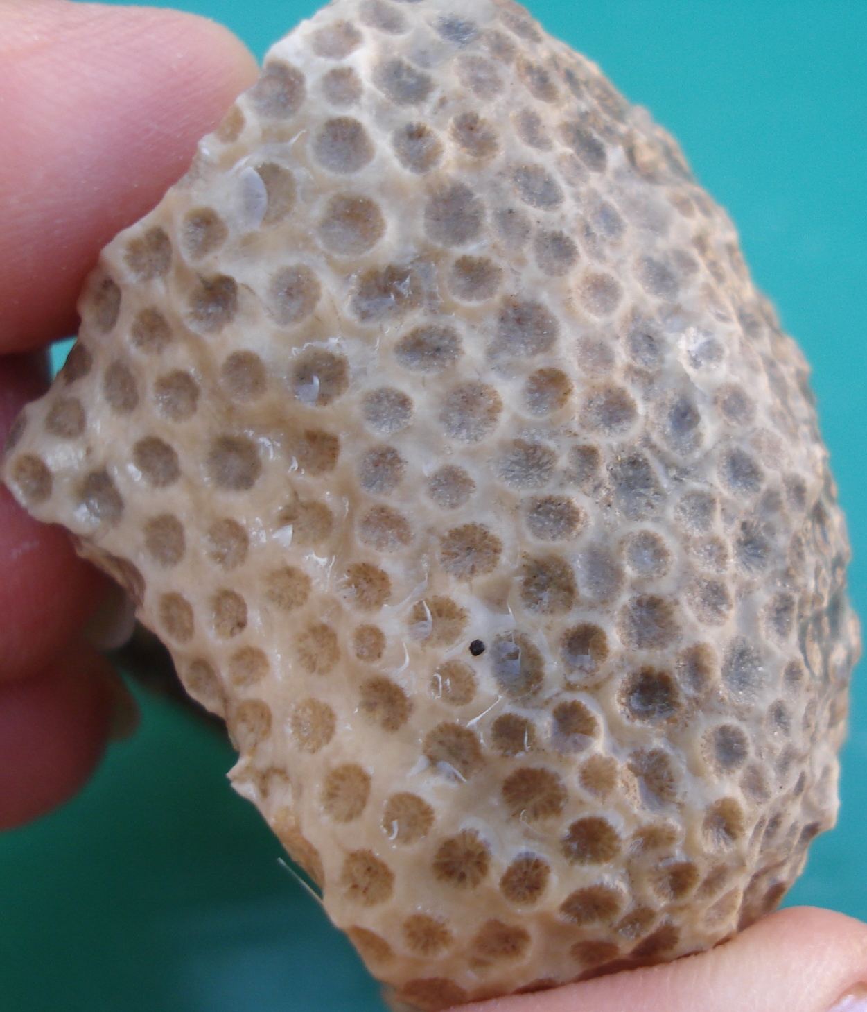 Coral Island Wiki Fossil