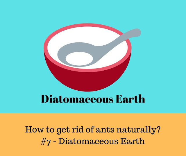 Easy way to get rid of ants naturally - Food-Grade Diatomaceous Earth Powerful way to get rids of ants - Food-Grade Diatomaceous Earth
