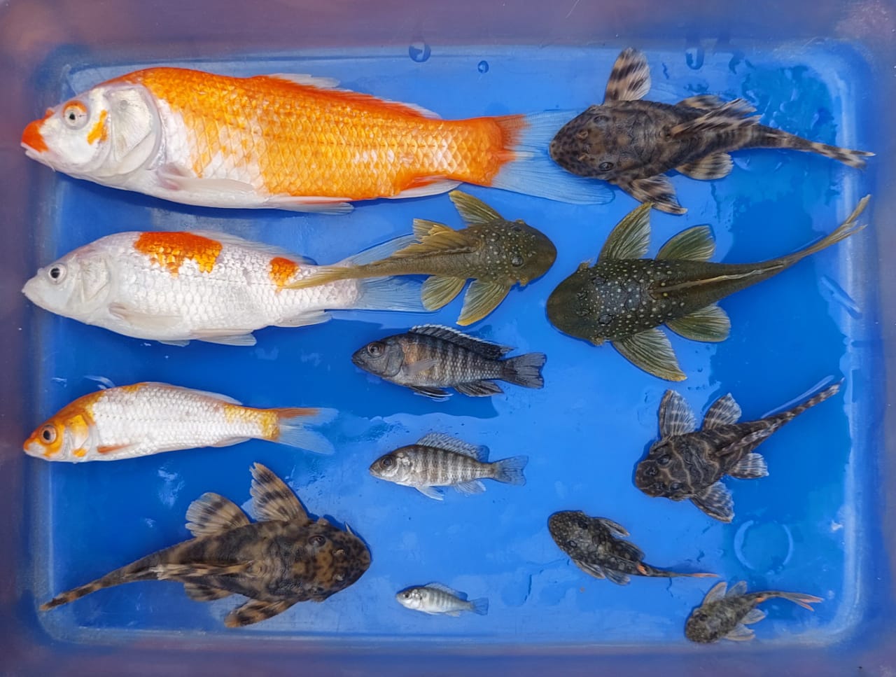 Cegah HPIK dan Impor Ilegal, Ribuan Ikan asal Jepang, Thailand dan Kolombia Dimusnahkan