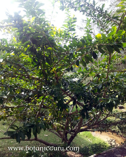 Crescentia cujete, Calabash Tree, Gourd tree