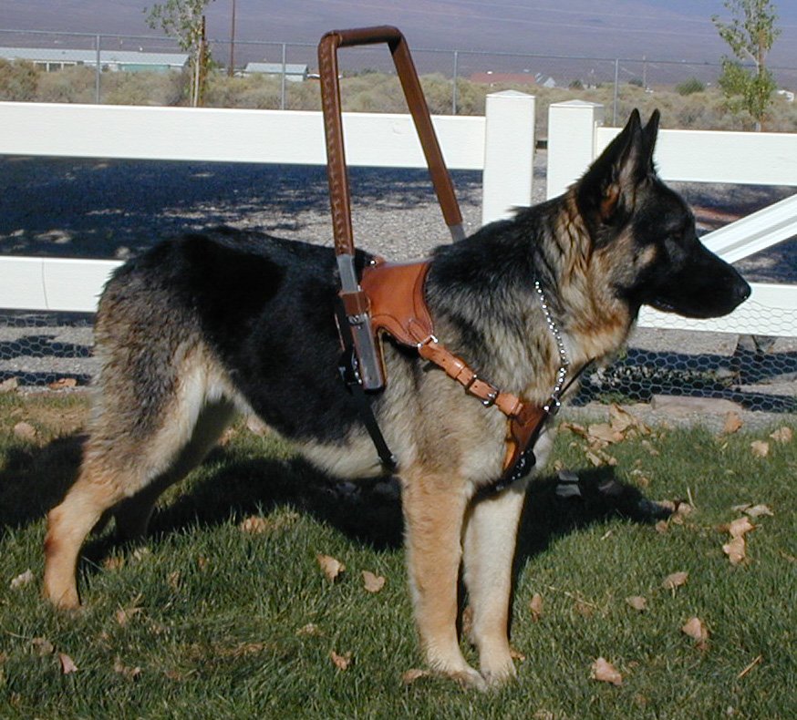 Such Good Dogs: Breed of the Month--German Shepherd