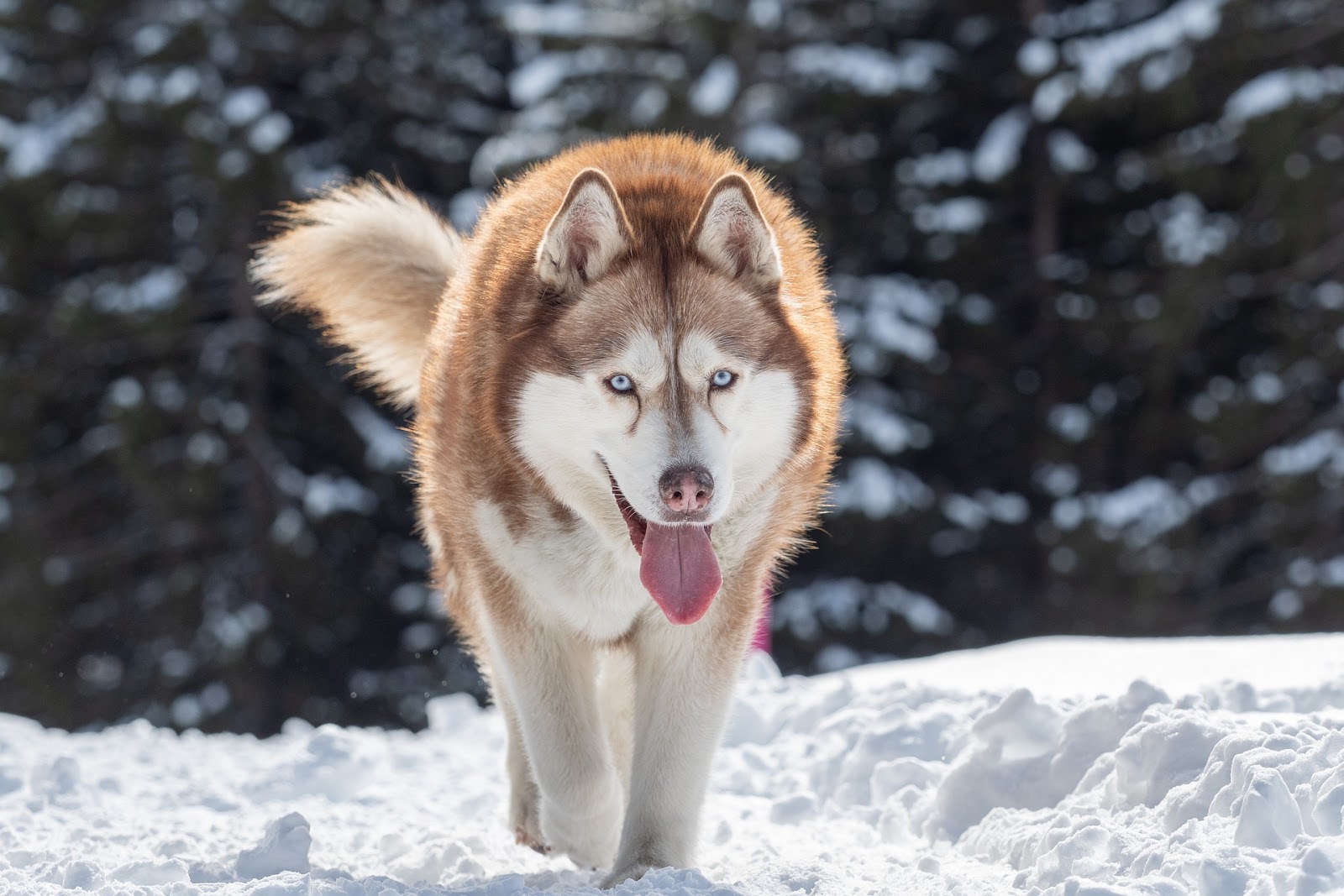 HUSKY HUSKY