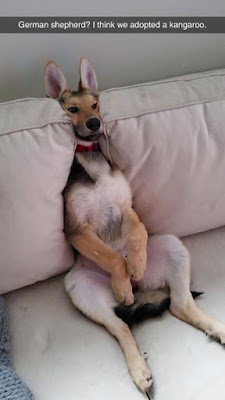 Funny Dog Humor : Is it a dog or a kangaroo