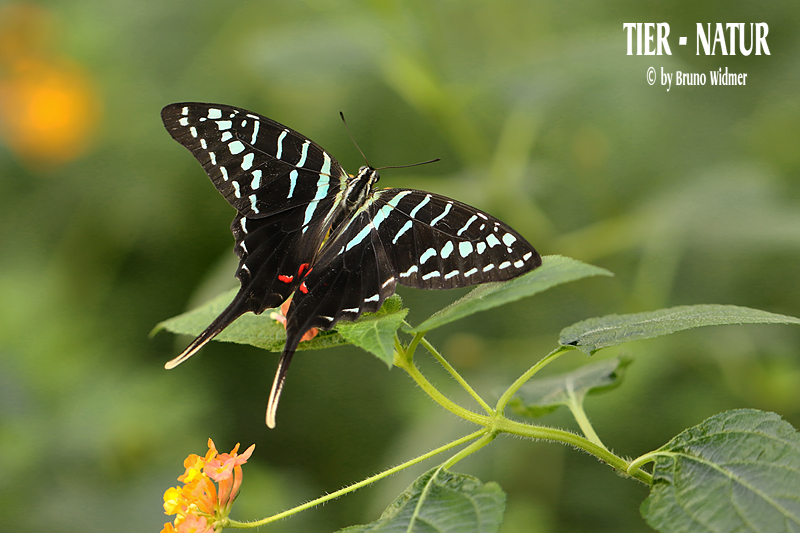 Schwarzer Schwertschwanz, (Graphium colonna)