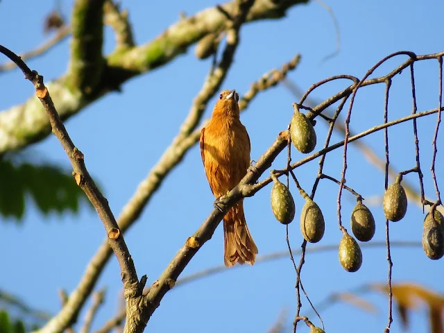 Costa Rica Birds: White-lined tanager