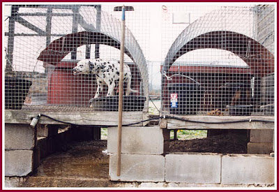 Mad About Pets!: What can we do about bad Wisconsin dog breeders?