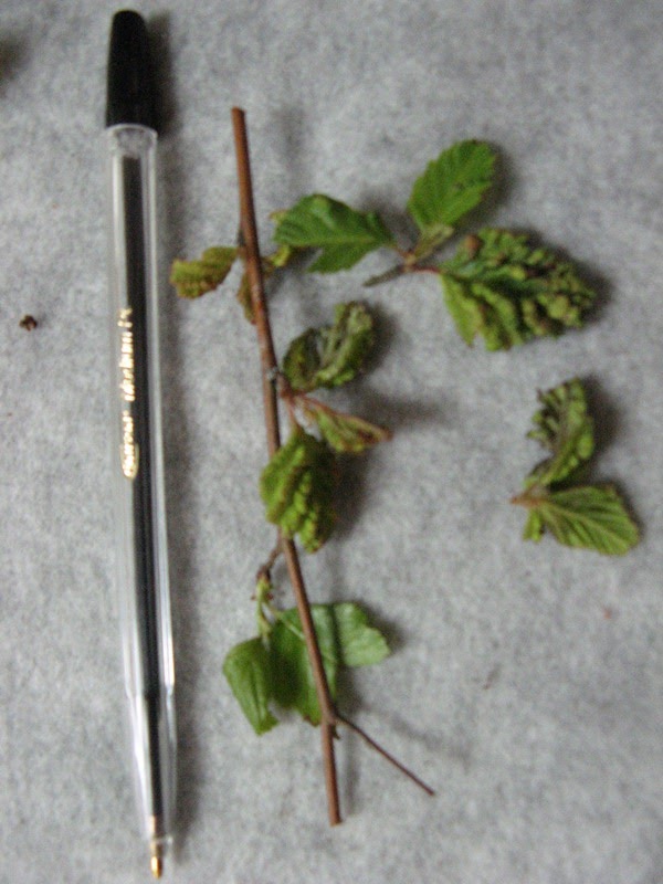 Gardening in Mississippi Pest Alert Aphids on River Birch