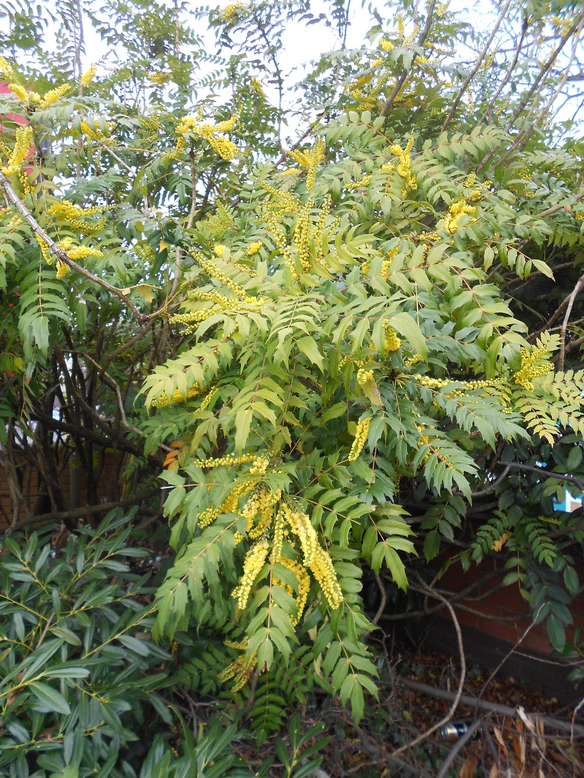 High Beeches Gardens Mahonia Japonica