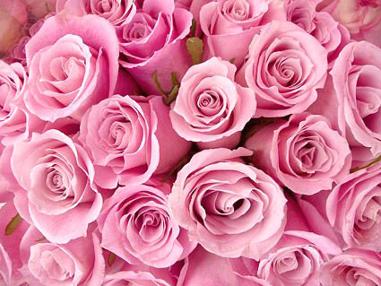 Rosas de color rosa, capullos