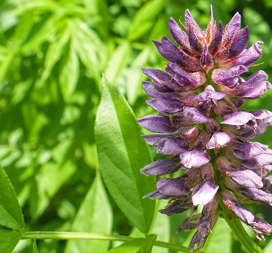 History of Middle East History of licorice in the Middle East