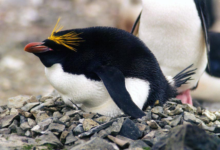 Macaroni Penguin | Animal Wildlife