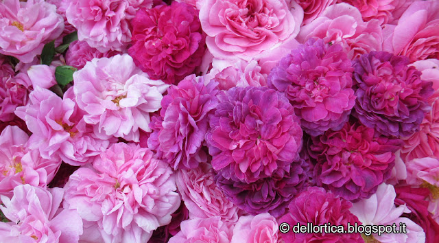 confetture di petali di rosa, oleolito di rosa canina, petali di rosa damascena e gallica per tisane, pulcini di gallina modenese alla fattoria didattica dell'ortica, savigno, valsamoggia, bologna in appennino vicino zocca