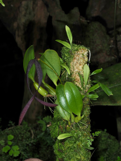 Bulbophyllum himantosepalum