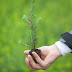 The Economy Of The Future Will Grow On Trees