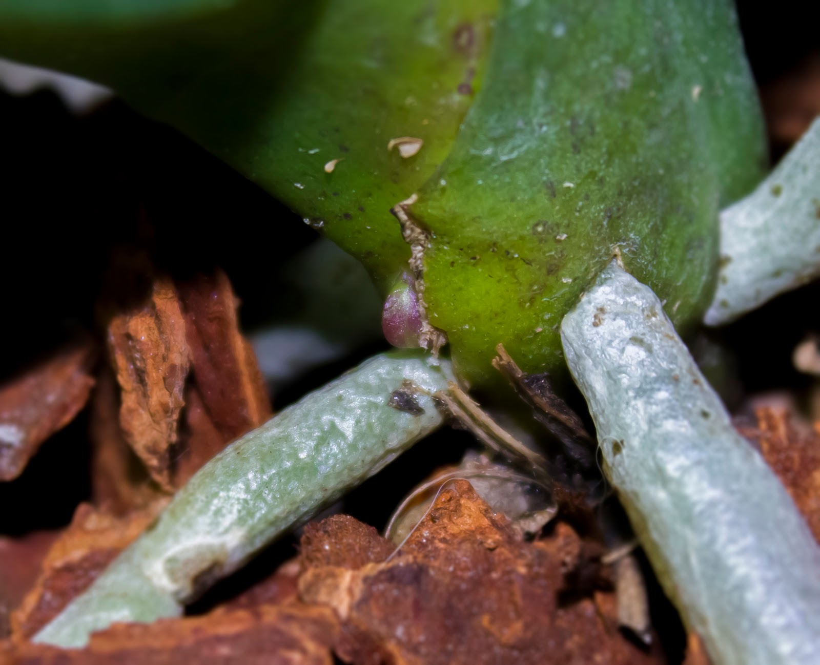 Maria's Orchids First sign of flower spike on Dtps. Jungo City