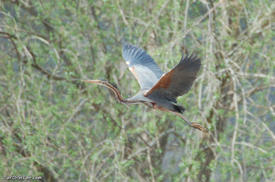 Agró roig (Casmerodius albus)