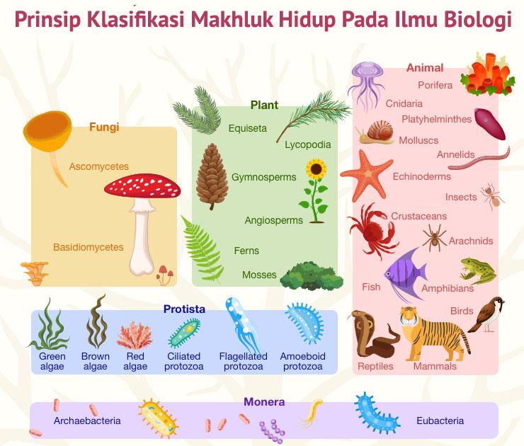 Organisme yang belum memiliki membran inti dimasukkan ke dalam kingdom