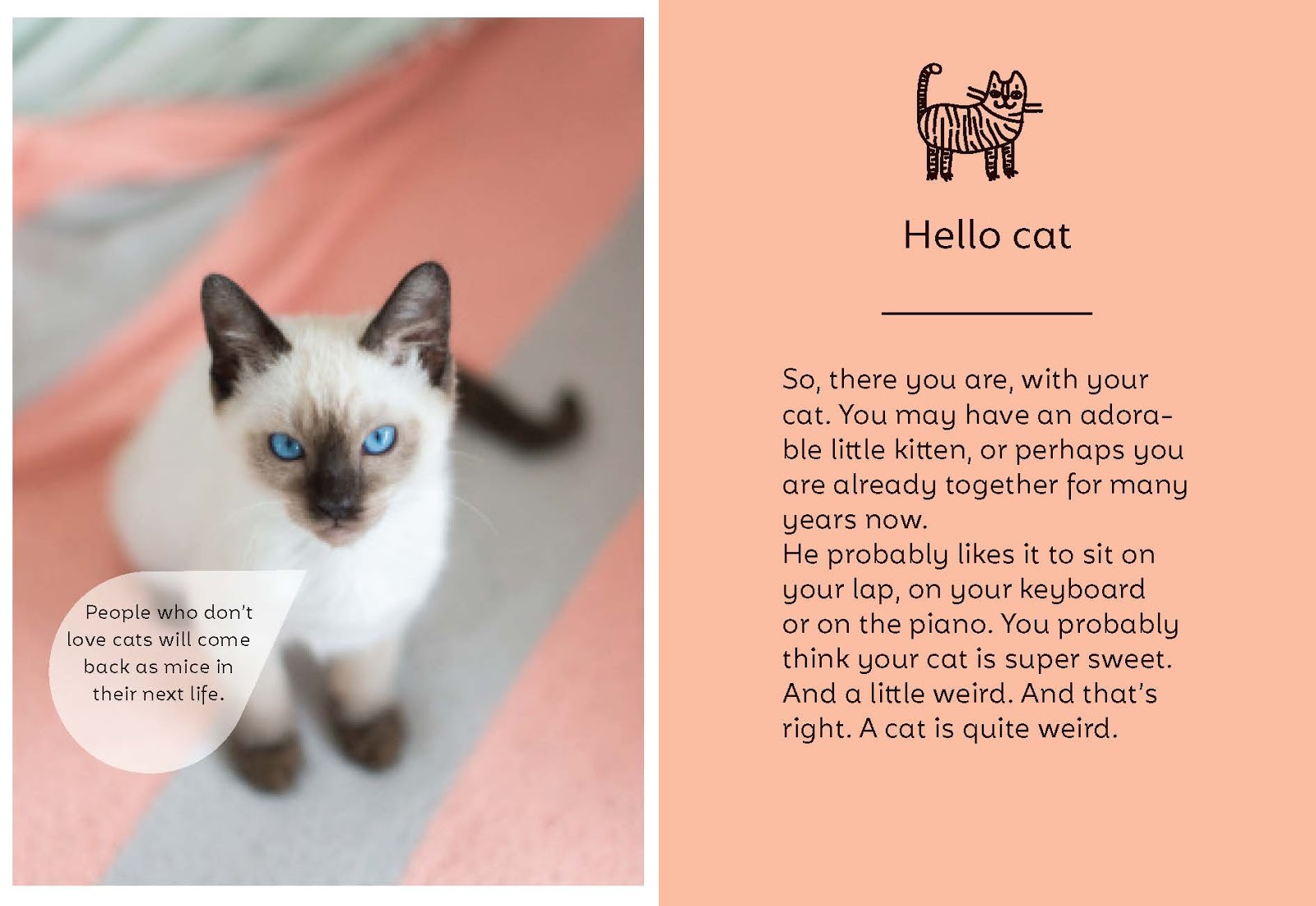 Sea Of Stories Everything You Ever Wanted To Know About Cats