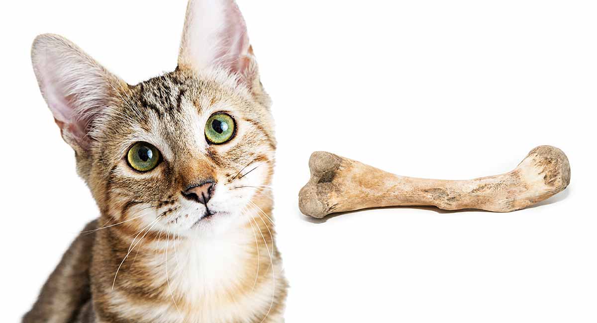 TOP 5 I BET YOU DIDN'T KNEW THESE 5 FACTS ABOUT CATS