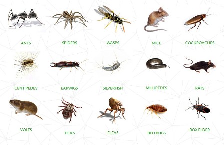 Most Common Household Pest in Denver