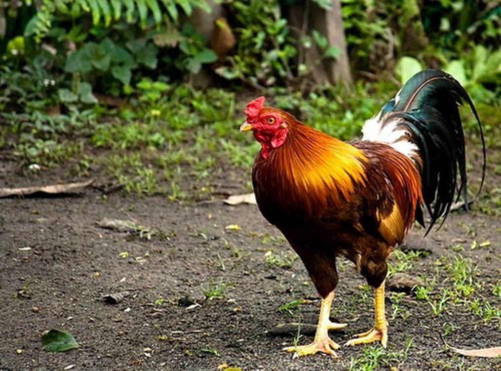 Panduan Ternak Ayam Kampung  untuk Pemula Bisnis Ayam Kampung 