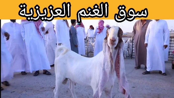 اسعار الغنم في الرياض